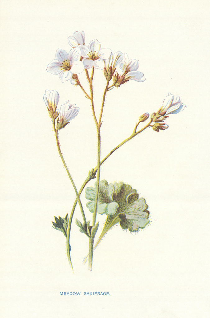Meadow Saxifrage. Wild Flowers by Frederick Edward Hulme c1895 old print